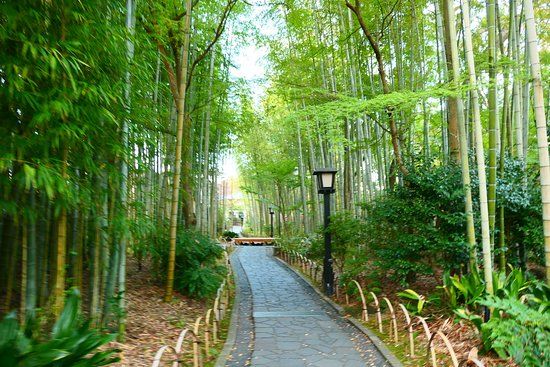 Bamboo Forest Path